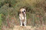 GOLDEN RETRIEVER 248